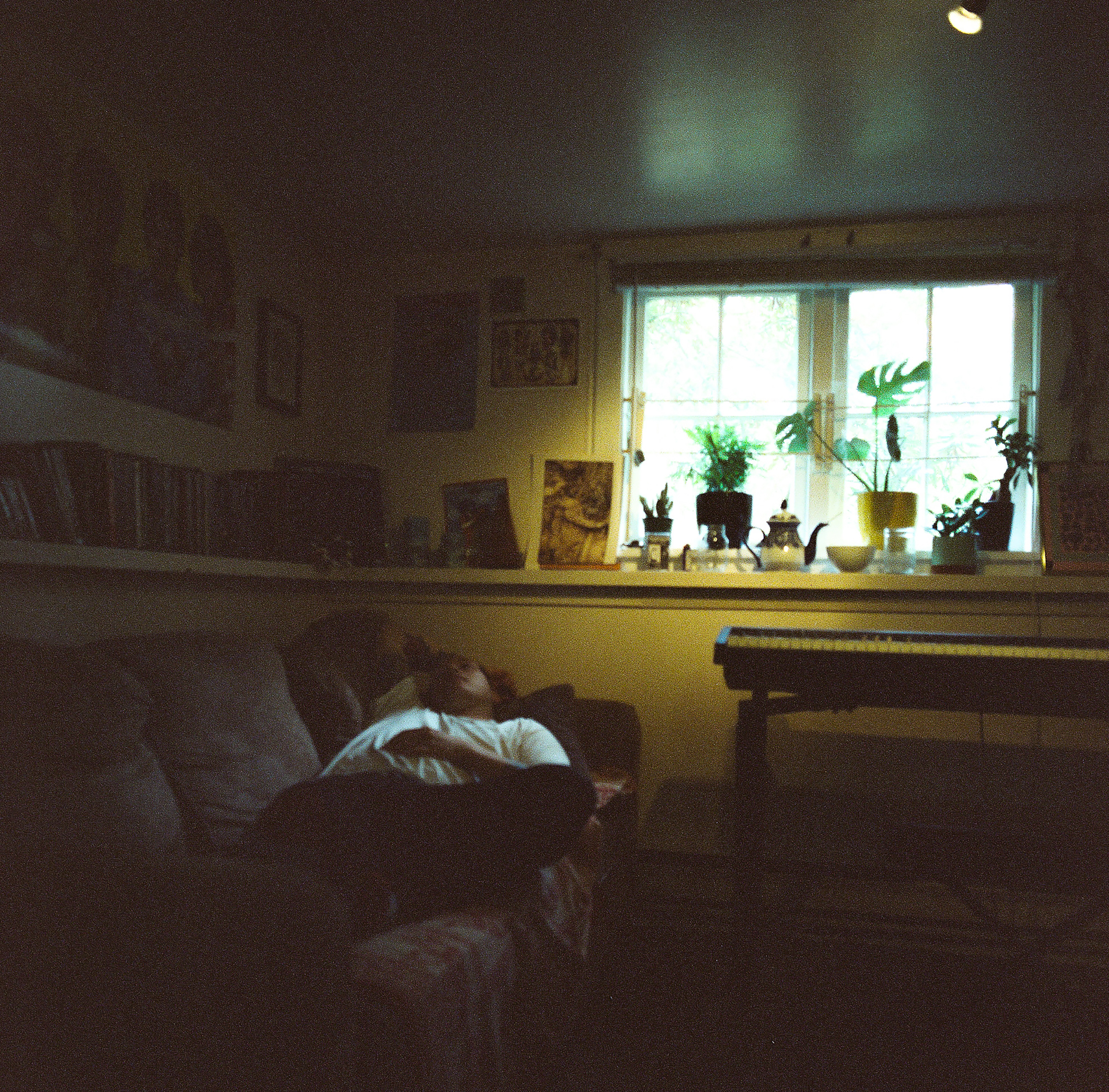 Alligator song cover art