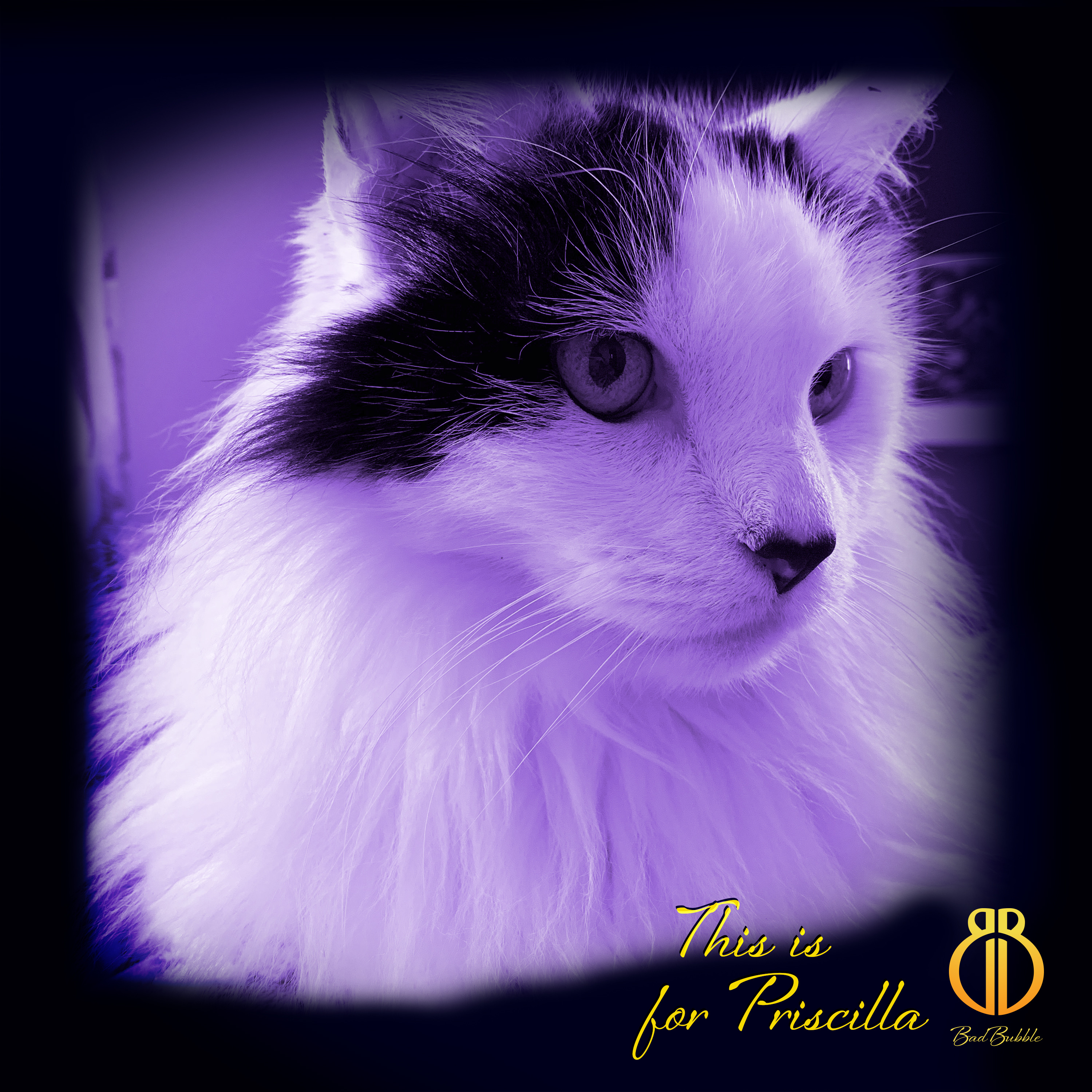 Bad Bubble – This is for Priscilla: Magical hamonies